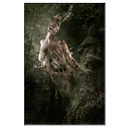 Dead Forest | Credits: MJRanumstock